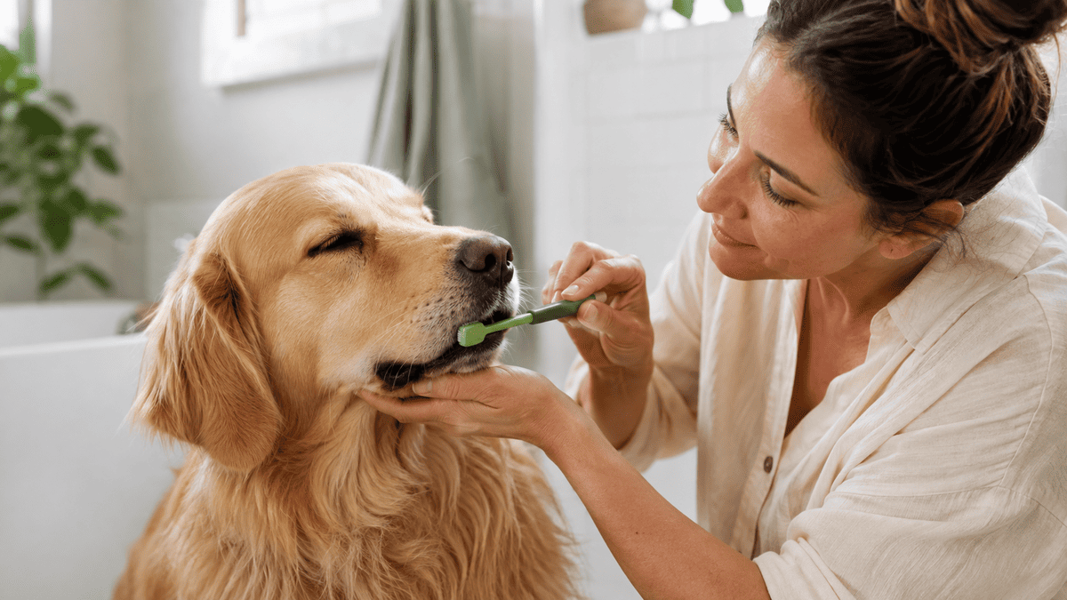 How to Brush Your Dog's Teeth (And Why Chews Are Not Enough)