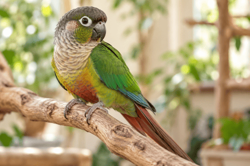 Green-Cheeked Conure — breed guide