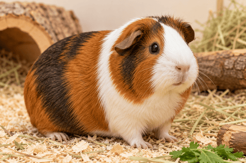 Guinea Pig — breed guide