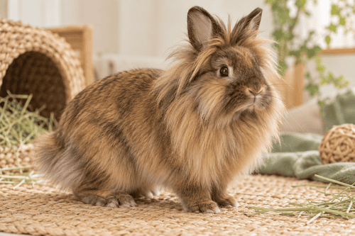 Lionhead — breed guide