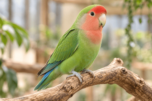 Lovebird — breed guide