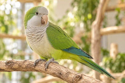 Quaker Parrot — breed guide