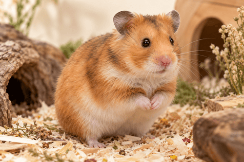 Syrian Hamster — breed photograph