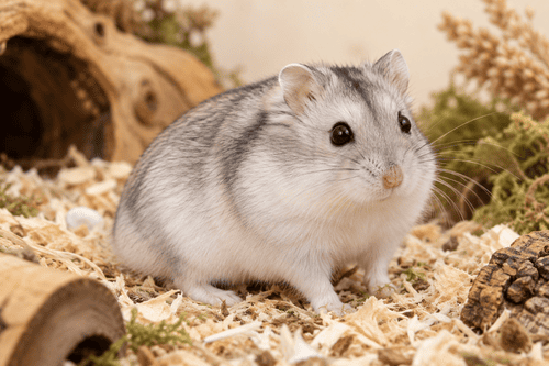 Winter White Dwarf Hamster — breed guide